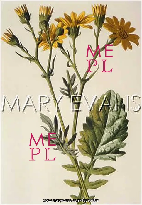  : PLANTS / SENECIO AQUATICUS