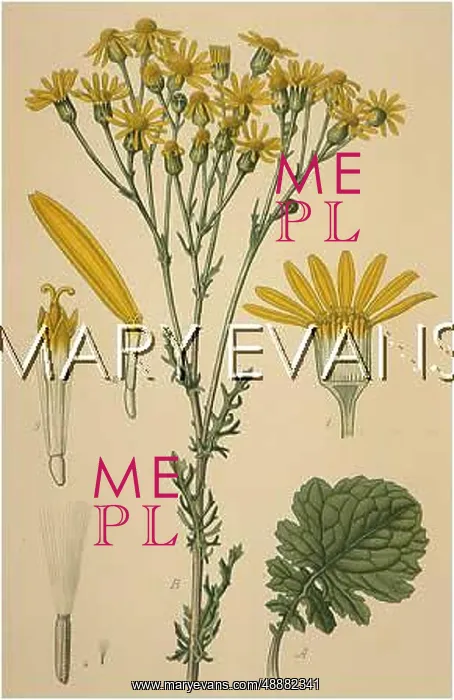  : PLANTS / SENECIO JACOBAEA