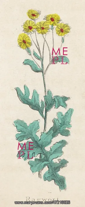  : Plants - Senecio Jacobaea, Ragwort