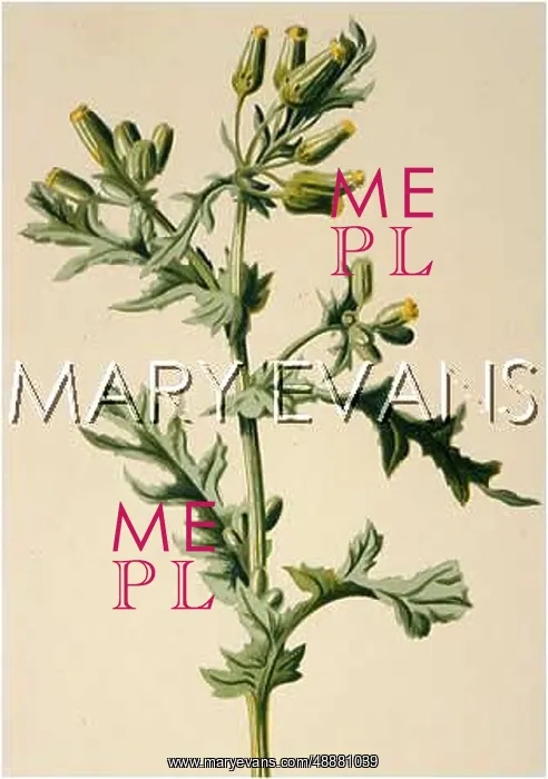  : PLANTS / SENECIO VULGARIS