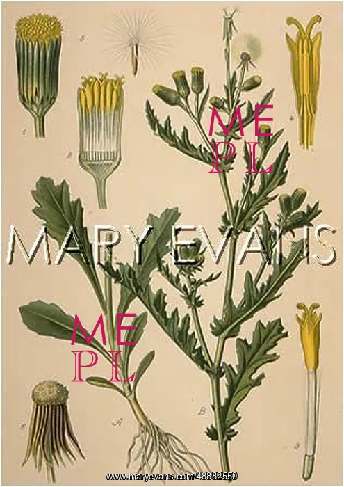 : PLANTS / SENECIO VULGARIS : PLANTS / SENECIO VULGARIS