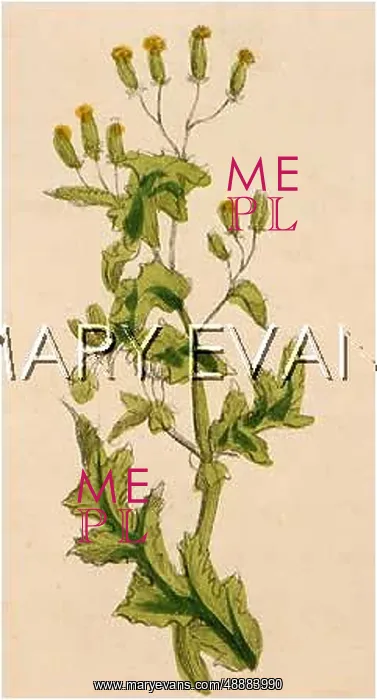  : PLANTS / SENECIO VULGARIS