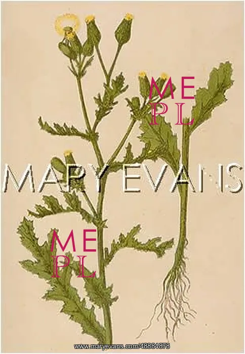  : PLANTS / SENECIO VULGARIS