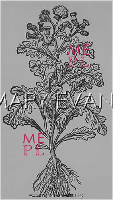  : PLANTS / SENECIO VULGARIS