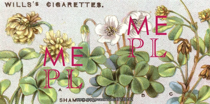 : PLANTS / SHAMROCK : PLANTS / SHAMROCK