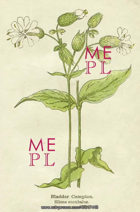  : PLANTS / SILENE CUCUBALUS