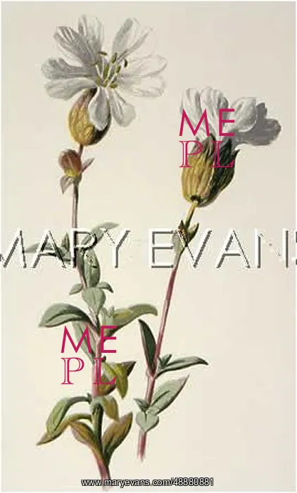  : PLANTS / SILENE MARITIMA