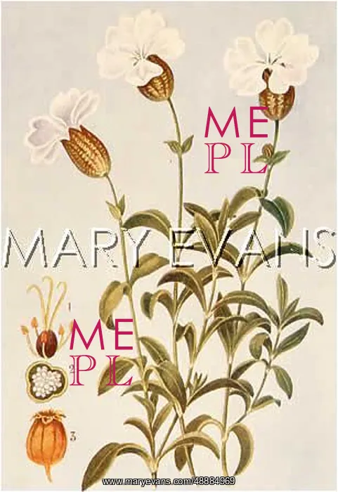 : PLANTS / SILENE MARITIMA