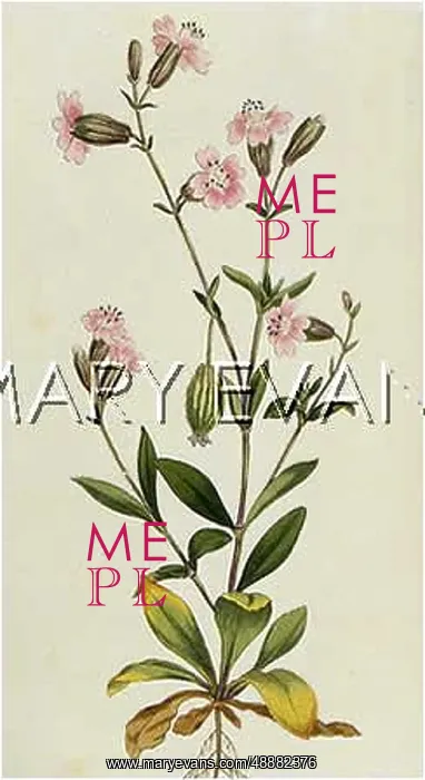  : PLANTS / SILENE PENDULA