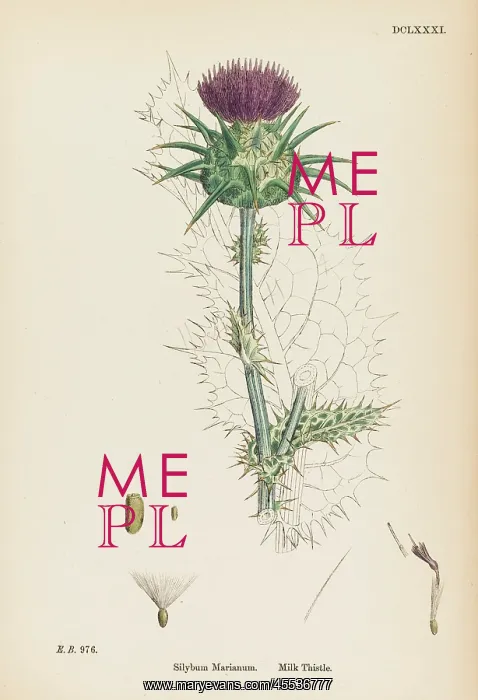  : Plants - Silybum Marianum