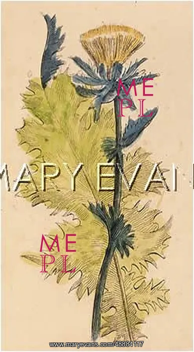  : PLANTS / SILYBUM MARIANUM
