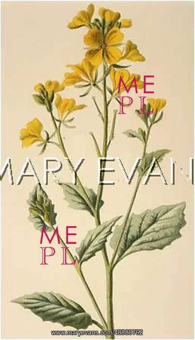  : PLANTS / SINAPIS ARVENSIS