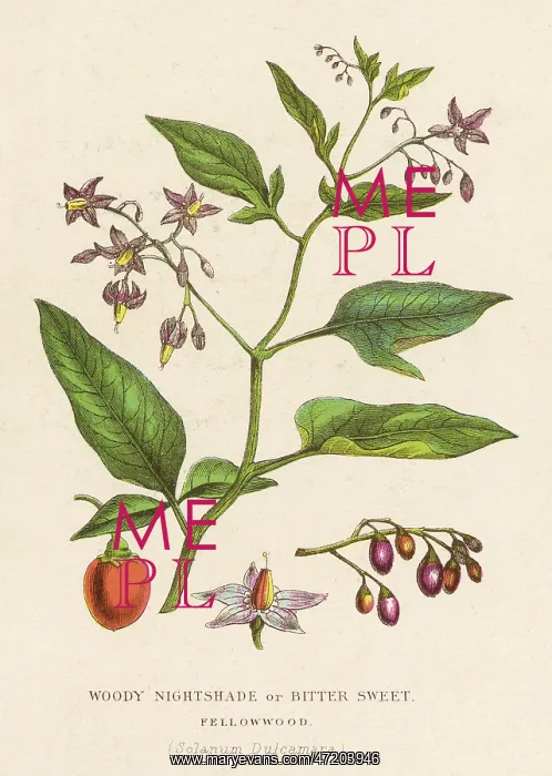  : PLANTS / SOLANUM DULCAMARA