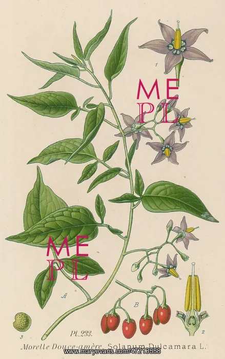  : PLANTS / SOLANUM DULCAMARA