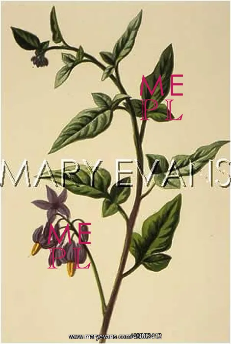  : PLANTS / SOLANUM DULCAMARA