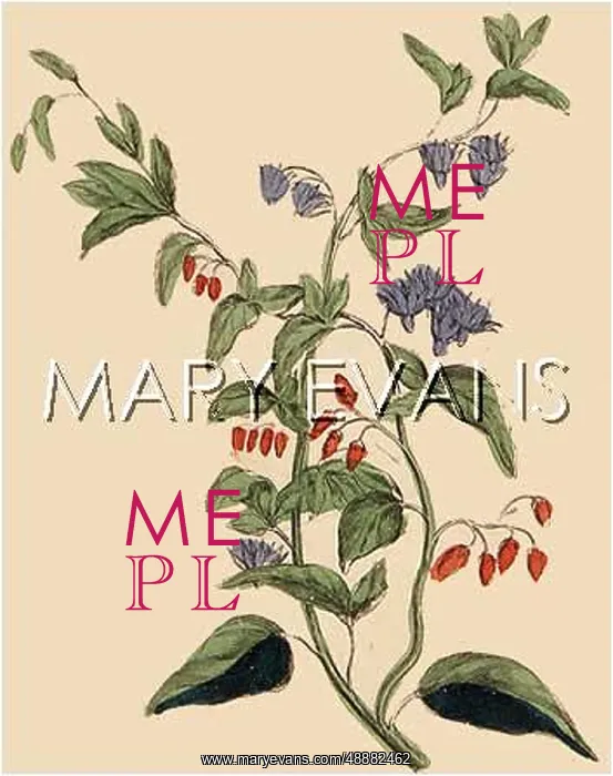 : PLANTS / SOLANUM DULCAMARA : PLANTS / SOLANUM DULCAMARA