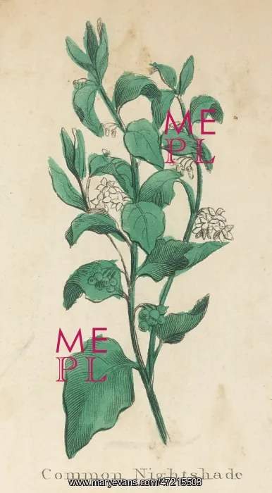  : PLANTS / SOLANUM NIGRUM
