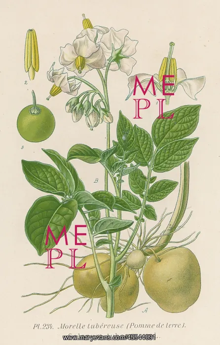  : Plants - Solanum Tuberosum