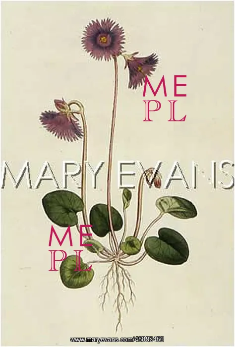  : PLANTS / SOLDANELLA ALPINA