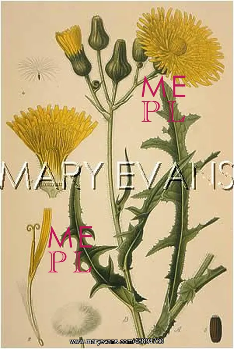 : PLANTS / SONCHUS ARVENSIS : PLANTS / SONCHUS ARVENSIS