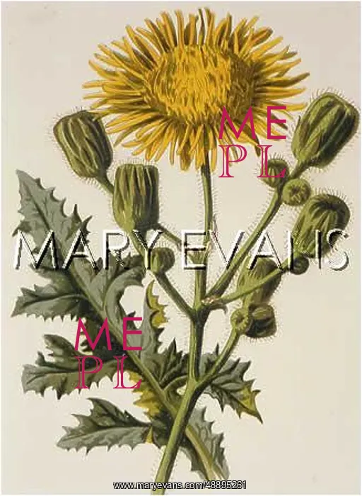  : PLANTS / SONCHUS ARVENSIS