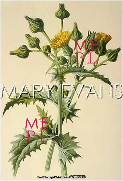  : PLANTS / SONCHUS OLERACEUS