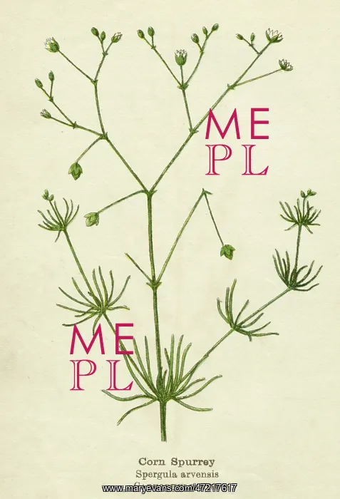  : PLANTS / SPERGULA ARVENSIS