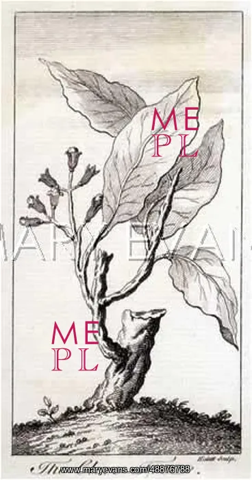  : PLANTS / SPICES / CLOVE