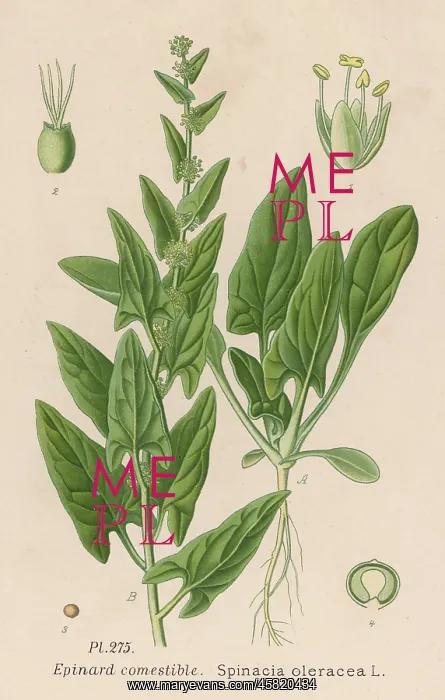  : PLANTS / SPINACIA OLERACEA