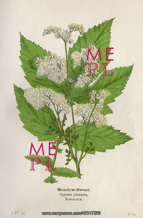 : PLANTS / SPIRAEA ULMARIA : PLANTS / SPIRAEA ULMARIA
