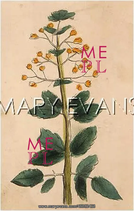  : PLANTS / STACHYS PALUSTRIS