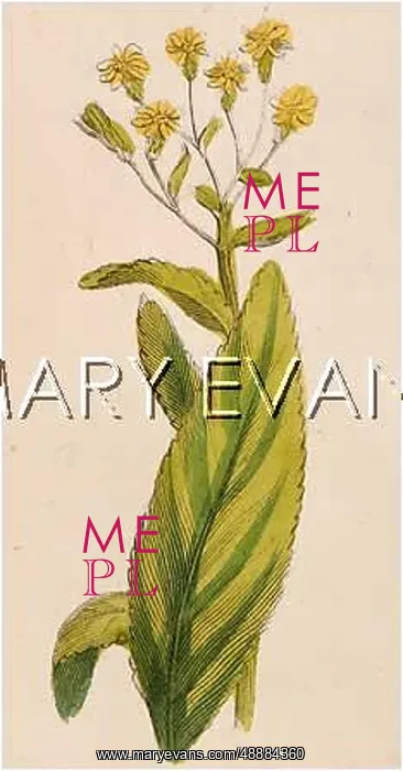  : PLANTS / STACHYS SYLVATICA