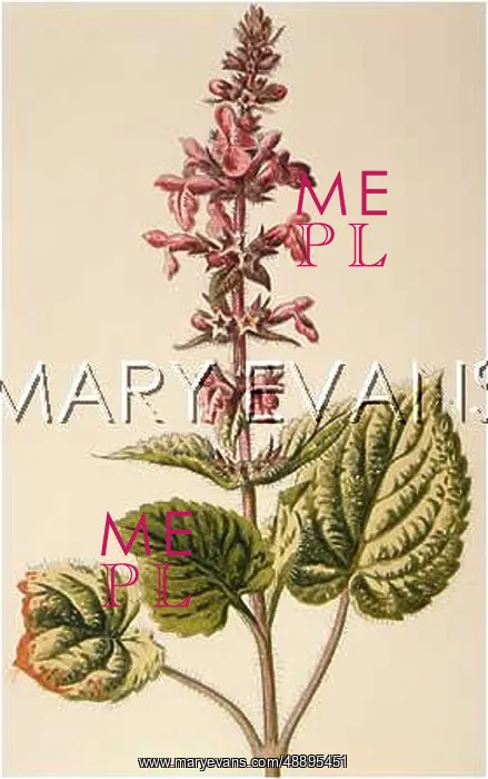  : PLANTS / STACHYS SYLVATICA