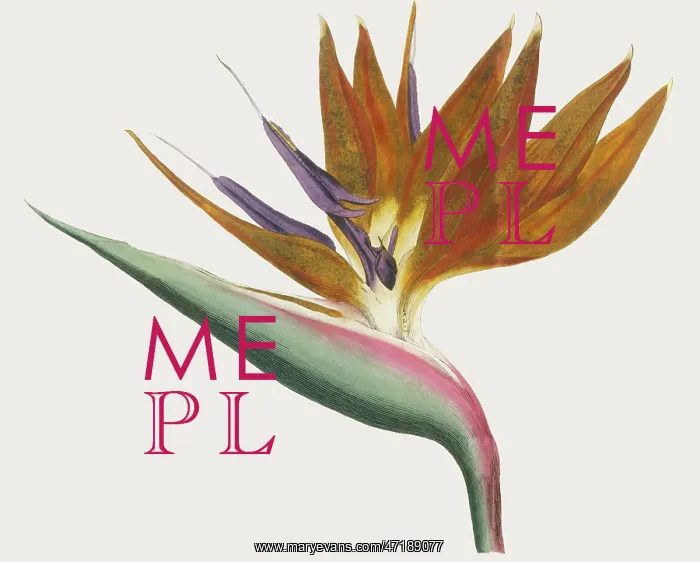  : Plants - Strelitzia - Curtis