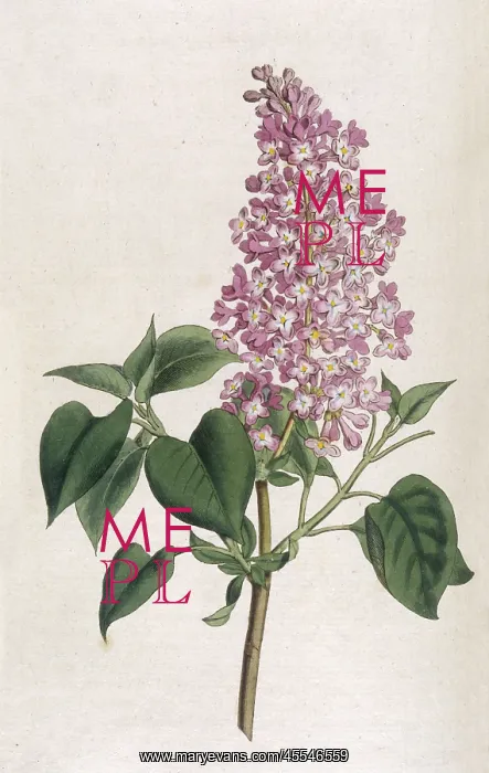  : Plants - Syringa Vulgaris