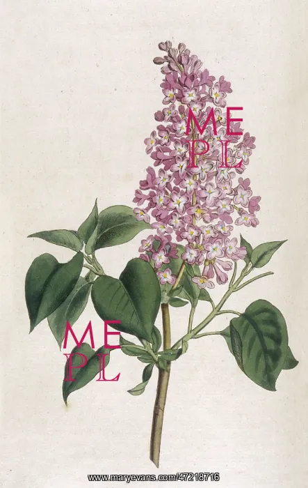  : Plants - Syringa Vulgaris