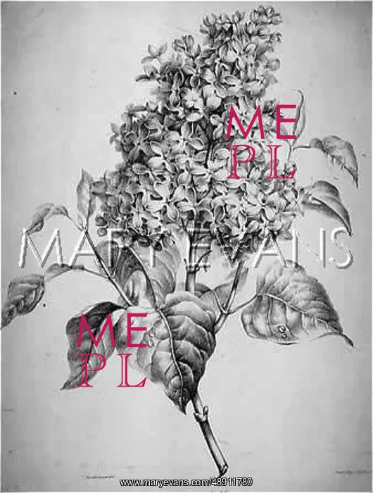  : PLANTS / SYRINGA VULGARIS