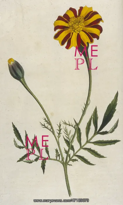 : Plants - Tagetes Patula : Plants - Tagetes Patula