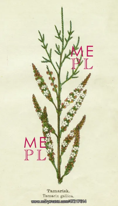  : PLANTS / TAMARIX GALLICA