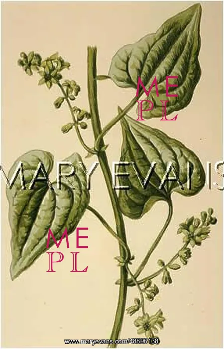  : PLANTS / TAMUS COMMUNIS