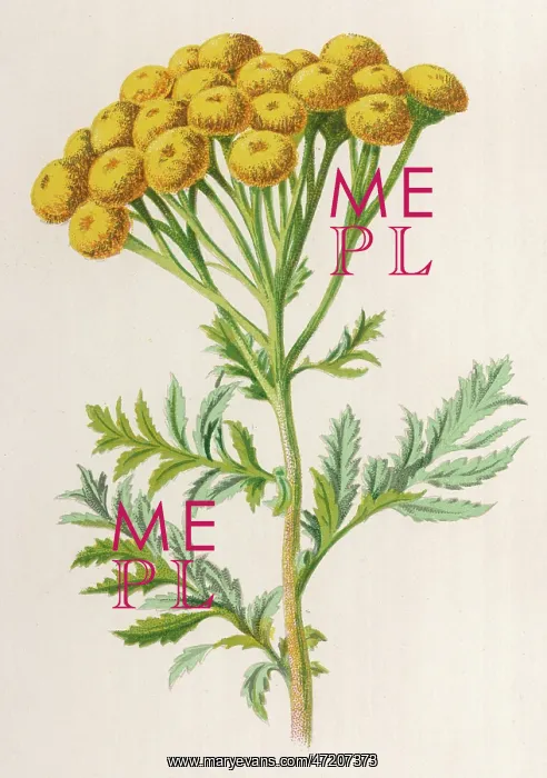  : PLANTS / TANACETUM VULGARE