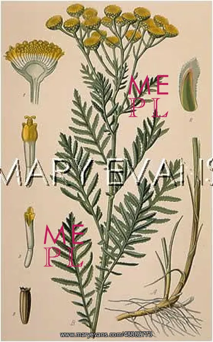  : PLANTS / TANACETUM VULGARE