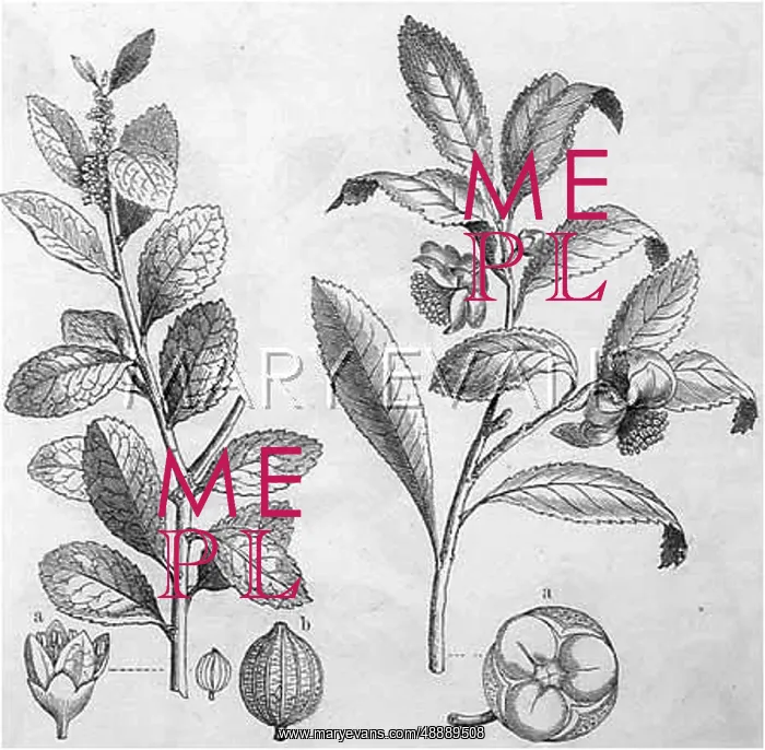  : PLANTS / THEA