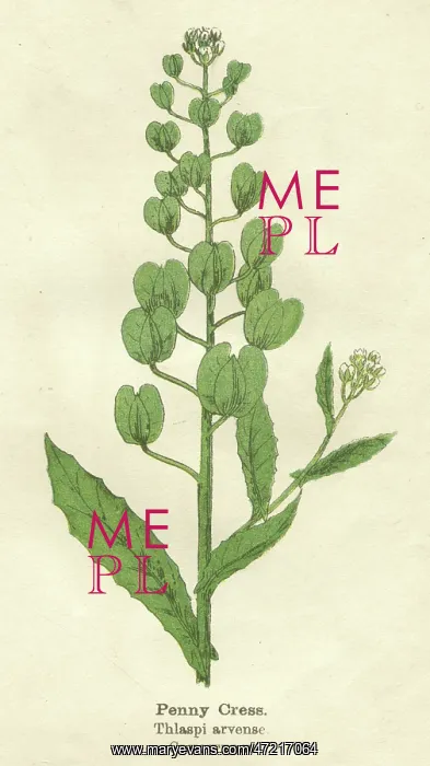  : PLANTS / THLASPI ARVENAE