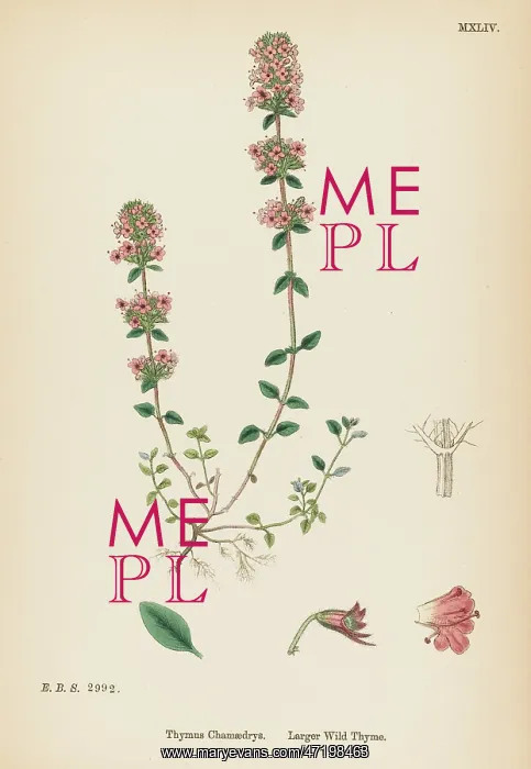 : PLANTS / THYMUS CHAMAEDRYS