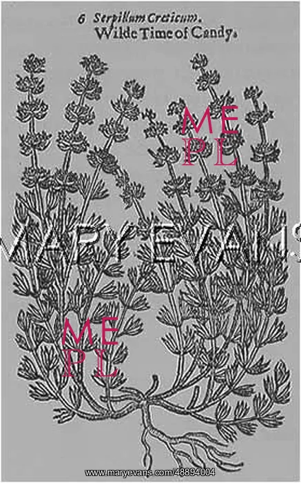  : PLANTS / THYMUS SERPYLLUM