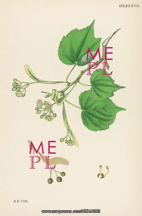 : PLANTS / TILIA PARVIFOLIA