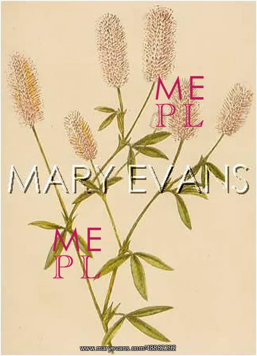 : PLANTS / TRIFOLIUM ARVENSE : PLANTS / TRIFOLIUM ARVENSE