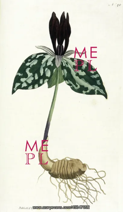 : Plants - Trillium Cuneatum : Plants - Trillium Cuneatum