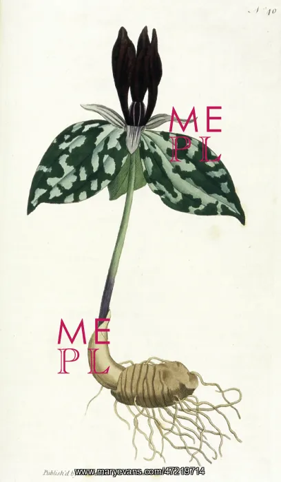 : Plants - Trillium Cuneatum : Plants - Trillium Cuneatum